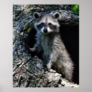 Young Raccoon Poster