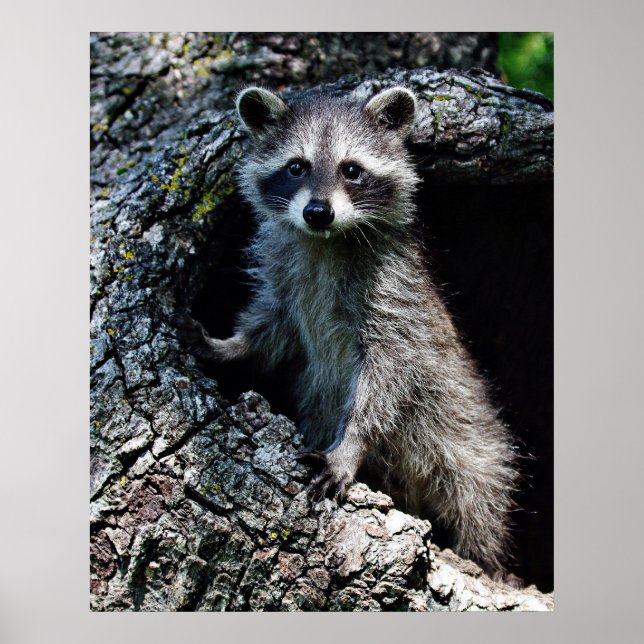 Young Raccoon Poster (Front)