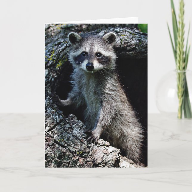 Young Racoon Card (Front)