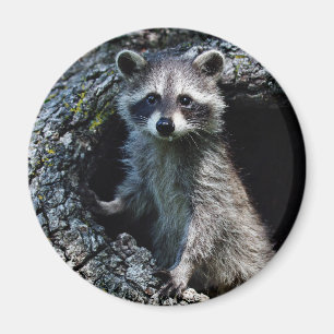 Young Racoon Magnet