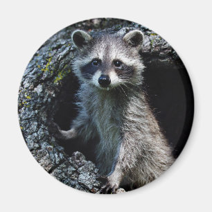 Young Racoon Magnet