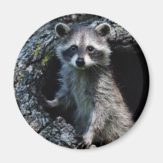Young Racoon Magnet (Front)