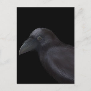 Young Raven Postcard