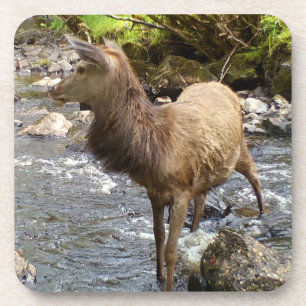 Young Red Deer on River Hard Plastic Coaster