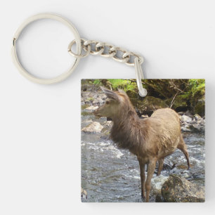 Young Red Deer on River Key Ring