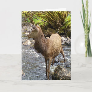 Young Red Deer Stag Greetings Card Add Text