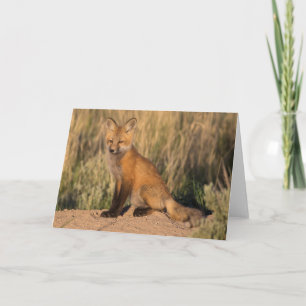 Young Red Fox at Golden Hour Card