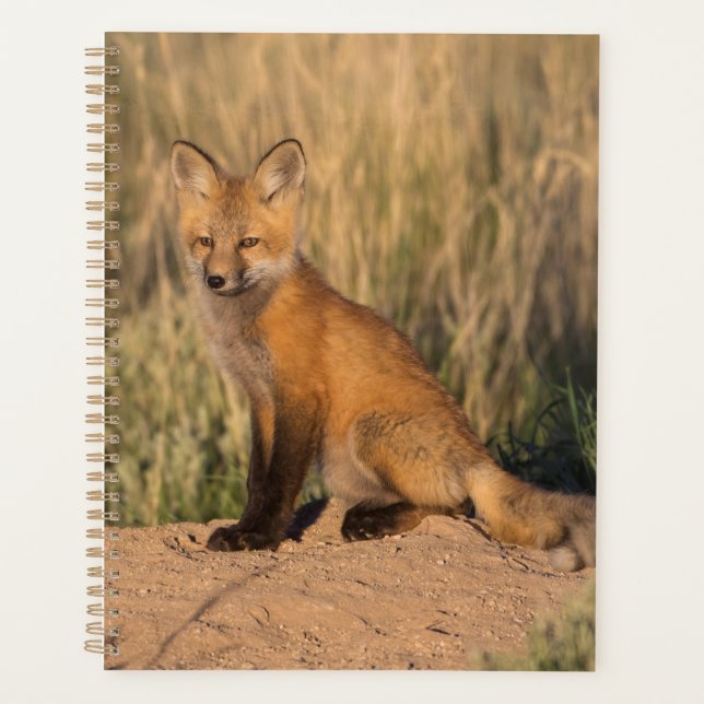 Young Red Fox at Golden Hour Planner (Front)