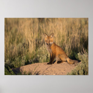 Young Red Fox at Golden Hour Poster