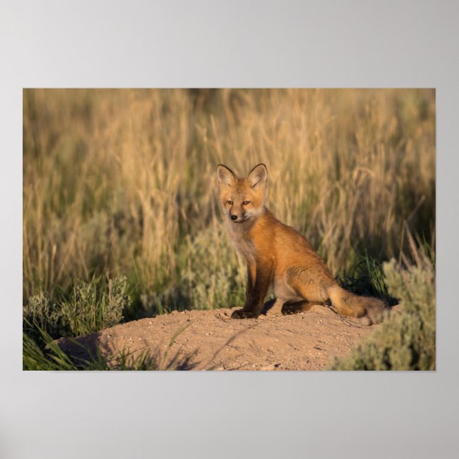 Young Red Fox at Golden Hour Poster (Front)