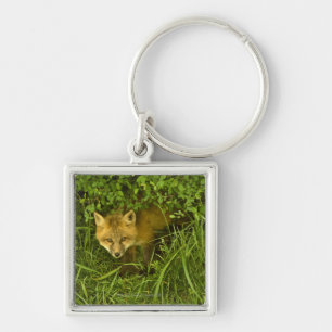 Young Red Fox coming out from hiding in bushes Key Ring
