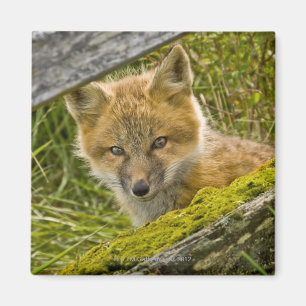 Young Red Fox looking through fence on San Juan Magnet