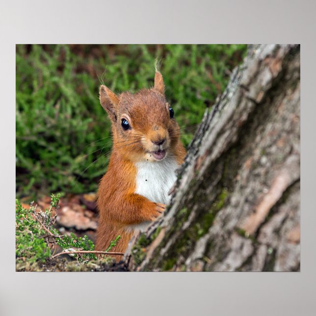young red squirrel poster (Front)