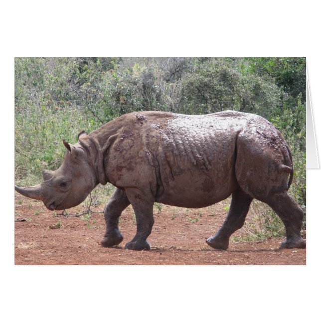 Young Rhino (Front Horizontal)