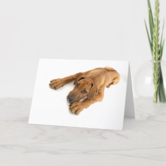 Young ridgeback card