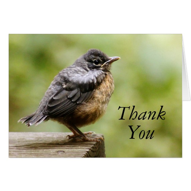 Young Robin (Front Horizontal)