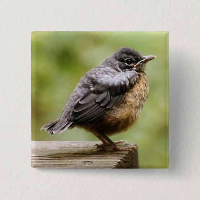 Young Robin 15 Cm Square Badge (Front)