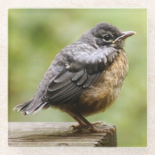 Young Robin Glass Coaster