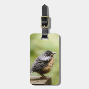 Young Robin Luggage Tag
