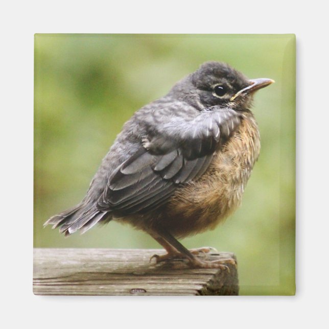 Young Robin Magnet (Front)