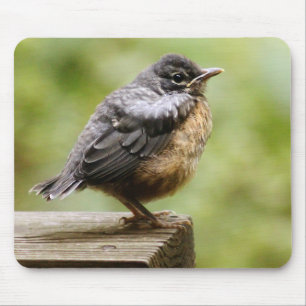 Young Robin Mouse Pad