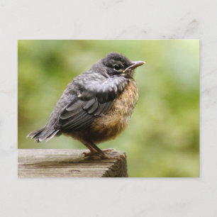 Young Robin Postcard