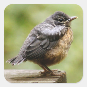 Young Robin Square Sticker