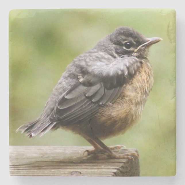 Young Robin Stone Coaster (Front)