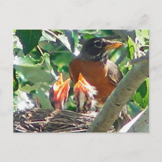 Young robins hungry, open beaks, looking for food postcard