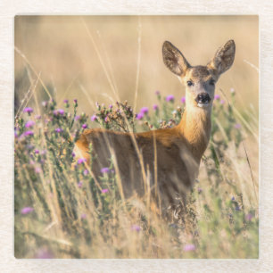 Young Roe Deer in Meadow Glass Coaster