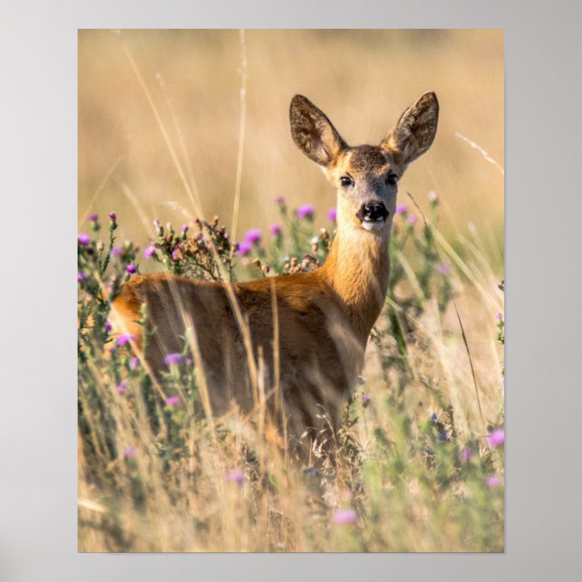 Young Roe Deer in Meadow Poster (Front)