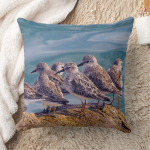 Young Ruddy Turnstones Cushion