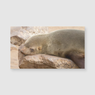 Young sea lion