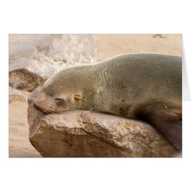 Young sea lion (Front Horizontal)