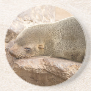 Young sea lion coaster