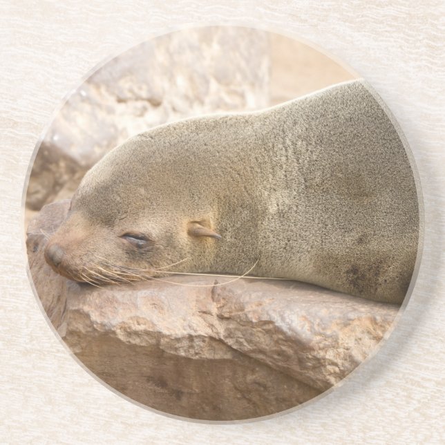 Young sea lion coaster (Front)