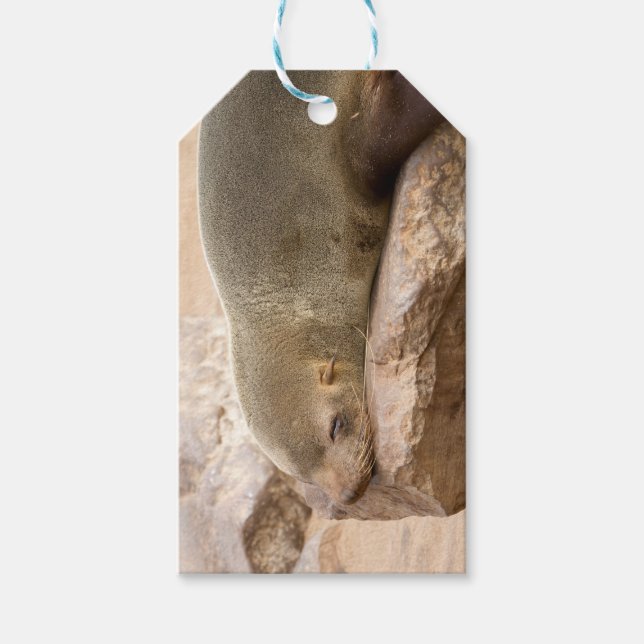 Young sea lion gift tags (Front)