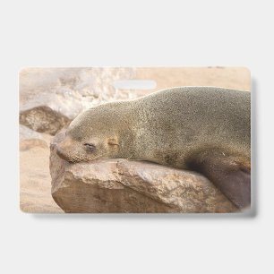 Young sea lion ID badge