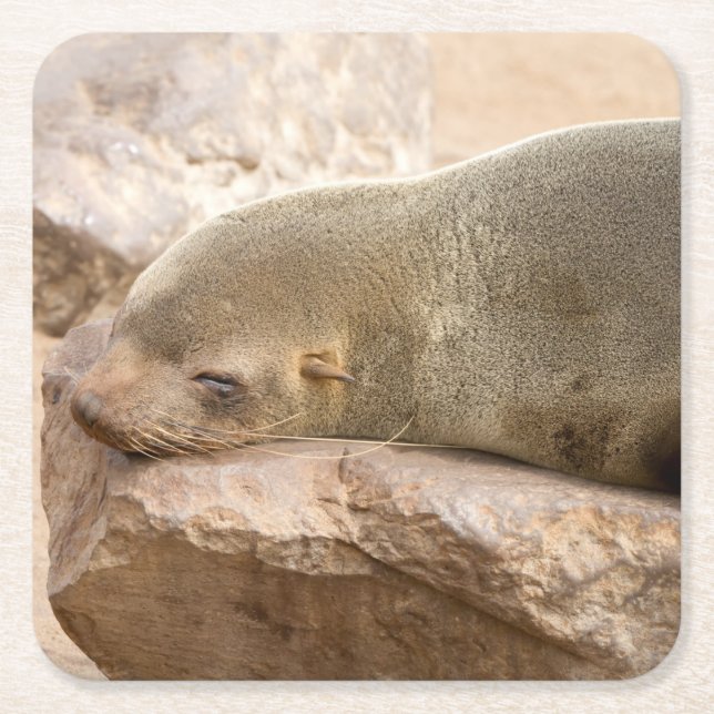 Young sea lion square paper coaster (Front)