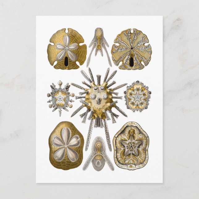 Young Sea Urchins Postcard (Front)