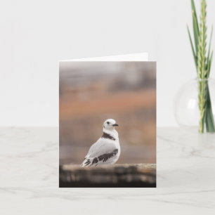 Young Seagull Nature Photo Card