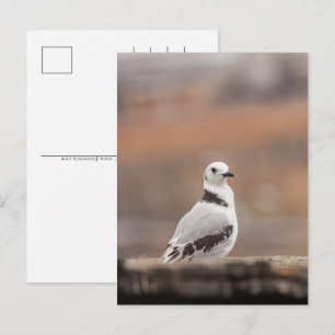Young Seagull Nature Photo Holiday Postcard