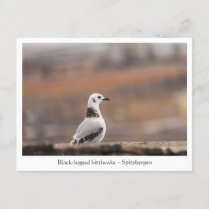 Young Seagull Nature Photo Postcard