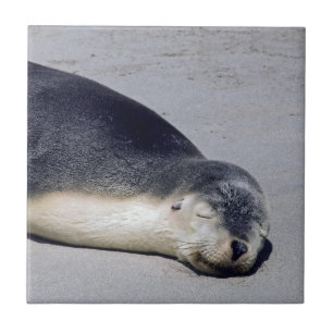 Young seal sleeping on a beach - Australia Ceramic Tile