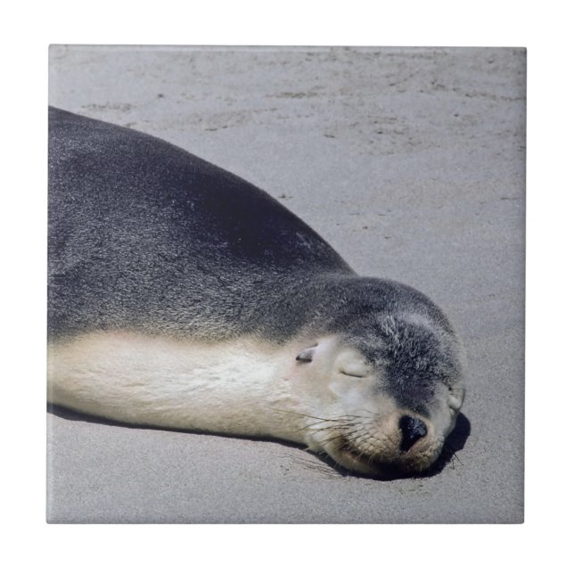 Young seal sleeping on a beach - Australia Ceramic Tile (Front)