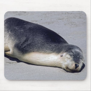 Young seal sleeping on a beach - Australia Mouse Pad
