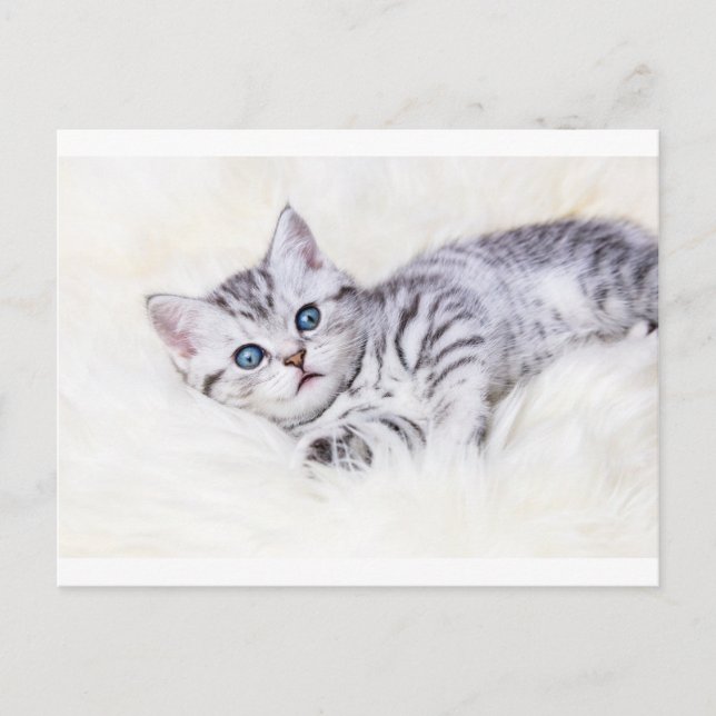 Young silver tabby spotted cat lying on sheep skin postcard (Front)