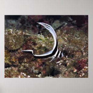 Young Spotted Drum Poster