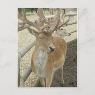 Young Stags Postcard