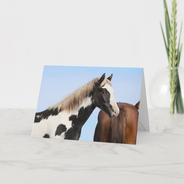 Young stallion "Pinyon" Folded Greeting Card (Front)